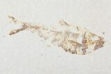 Lot: Cheap, to Green River Fossil Fish - Pieces #81231-3